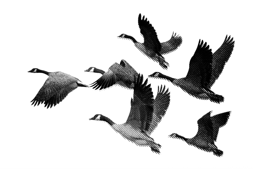 A herd of flying geese.