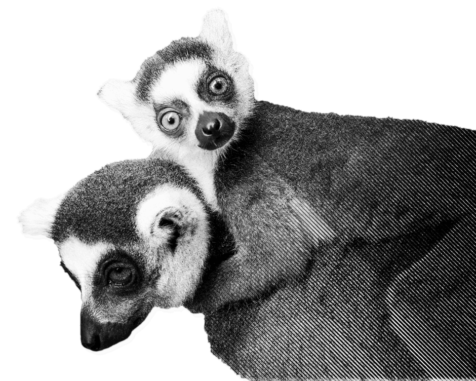 Two lemurs.