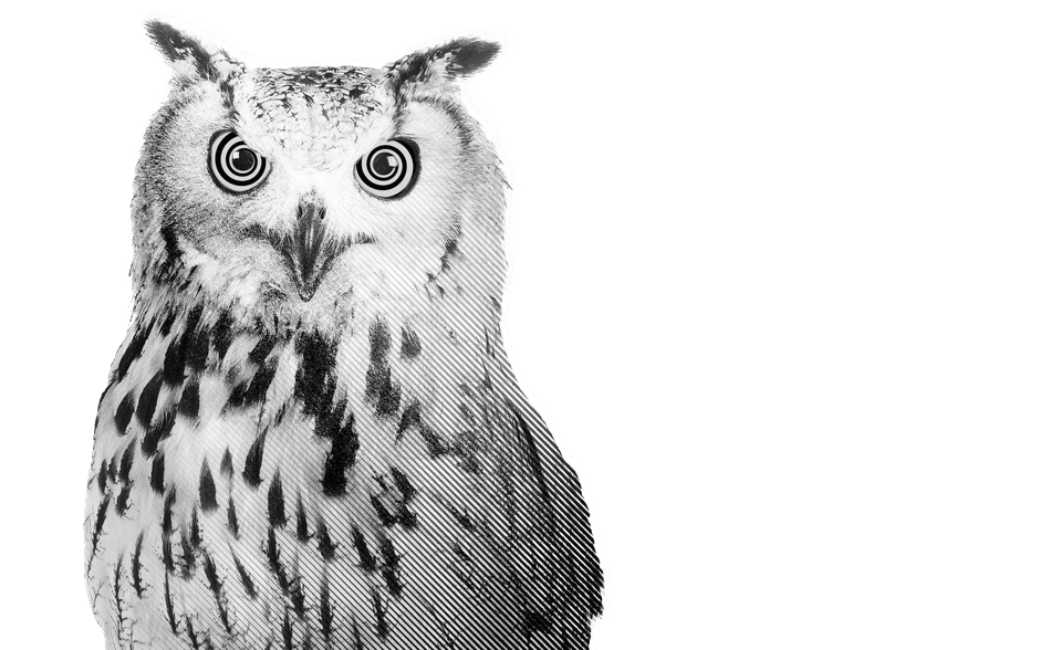Owl with hypnotic eyes